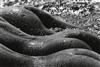 CLERGUE, LUCIEN (1934- ) ""Les Geàntes"" * ""Camargue"" * ""Nimes Feria.""